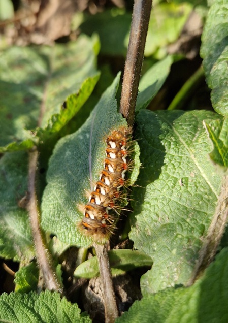 Raupe der Ampfereule (Acronicta rumicis) am Wiesen-Salbei (Salvia pratensis)